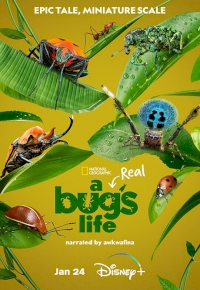 A Real Bug’s Life