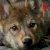 Island of the Sea Wolves