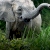 Secrets of the Elephants