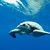 The Blue Planet